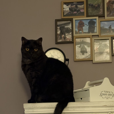 Mein schüchterner Murphy
